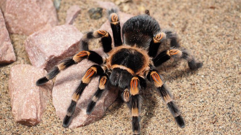 Una pareja encuentra una tarántula gigante en la ventana de su casa