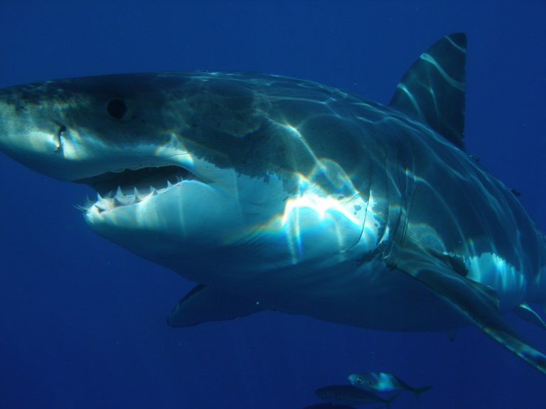 Un tiburón arranca la aleta del pie de un submarinista