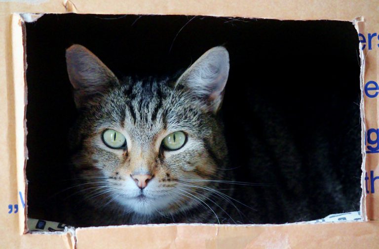 La odisea de un gato que se metió en el camión de mudanzas de sus vecinos y emprendió un viaje de más de 1.000 kilómetros