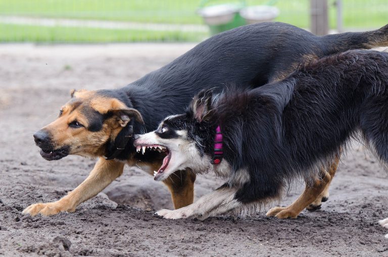 Herida grave tras ser atacada por tres perros de presa en Madrid