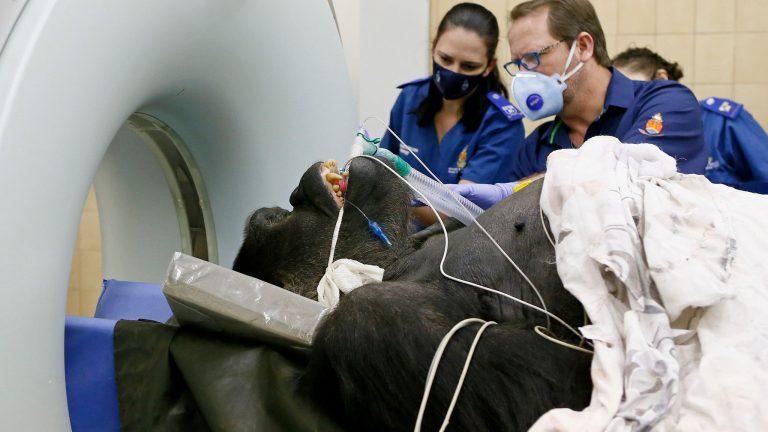 Someten a un gorila de más de 200 kilos a un escáner para humanos
