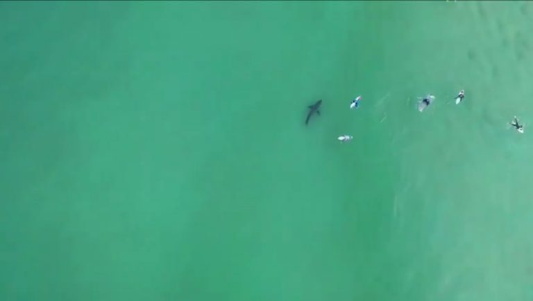 Un tiburón nada bajo un grupo de surfistas sin que éstos se percaten de su presencia