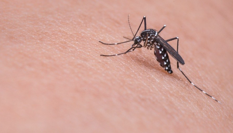 Llegan los mosquitos, ¿dónde se esconden durante el invierno?