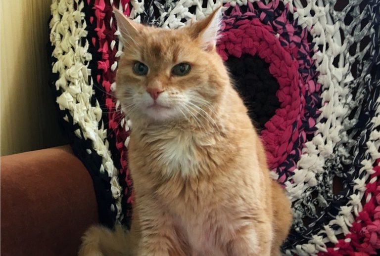 Un gato regresa a la casa de su dueño tras haber estado tres años desaparecido