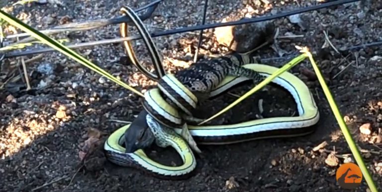 La angustiosa “pelea a muerte” entre una serpiente y un lagarto