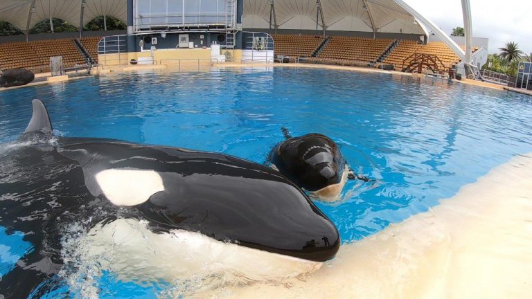 Loro Parque conmemora el 10º aniversario del rescate de la orca Morgan
