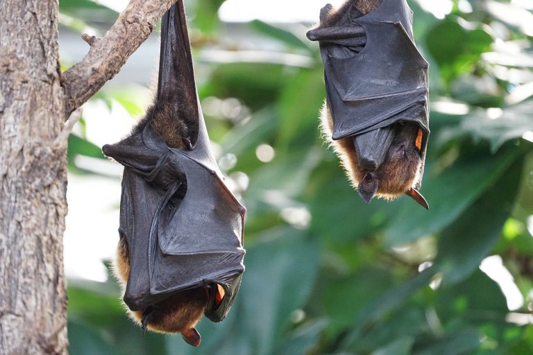 Fotografían un murciélago del tamaño de un humano en Filipinas