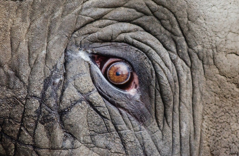 Un elefante con ‘pelo casco’ se viraliza en las redes sociales