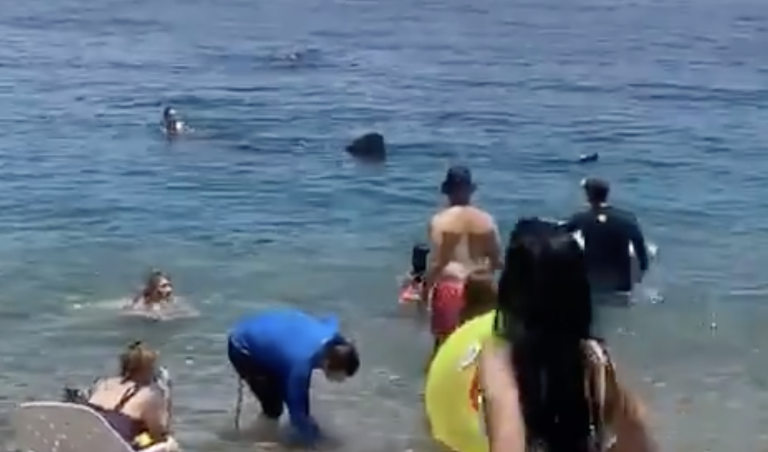 Un tiburón aterroriza a los bañistas en una playa de Israel