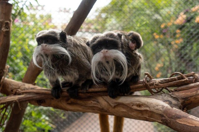 Nacen En Loro Parque Dos Mellizos De Tití Emperador 2