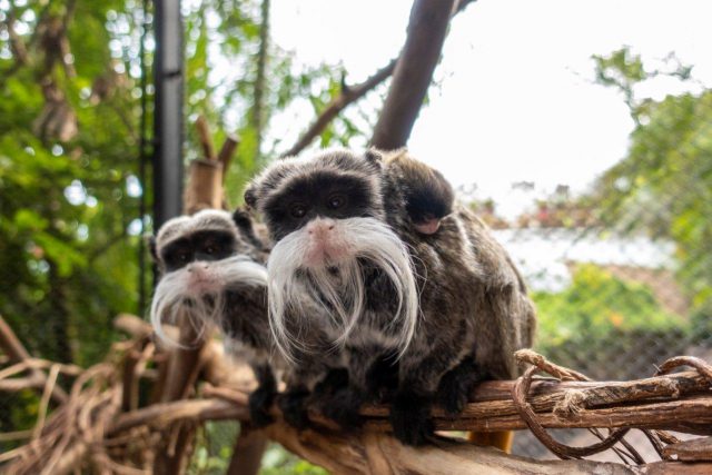 Nacen En Loro Parque Dos Mellizos De Tití Emperador