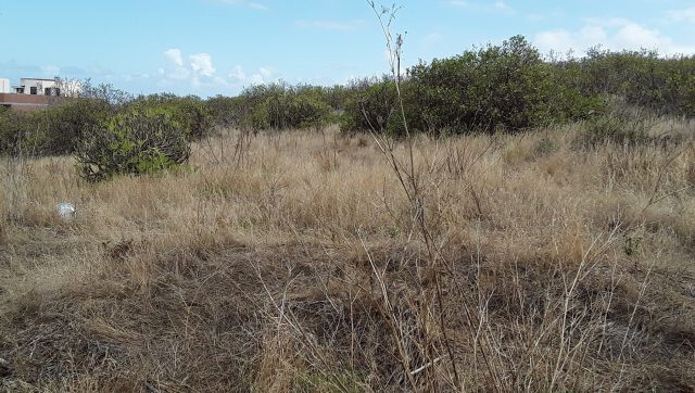 Otra Finca En Desuso Y Pendiente De Desbroce.