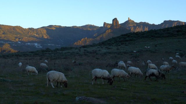 Paisaje Con Pastoreo.