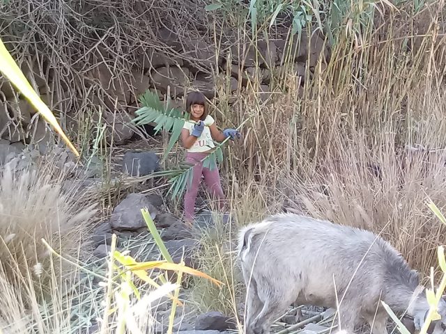 Tareas En Tocodomán