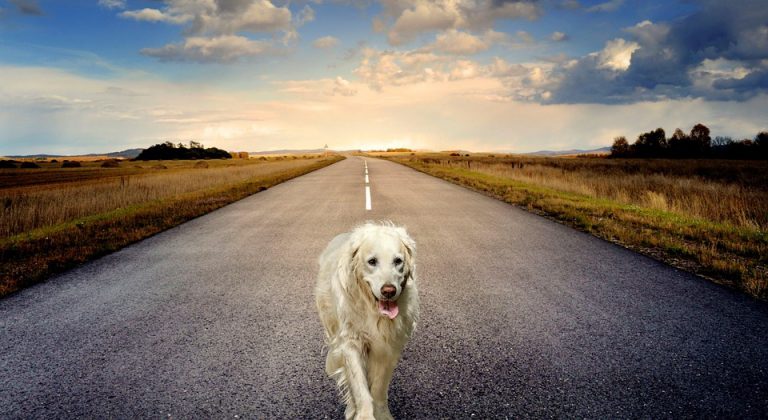 Atropello de animales, un accidente más común de lo que crees