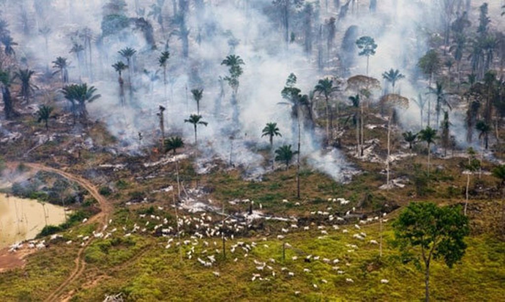 Deforestacion-Brasil-Fotos
