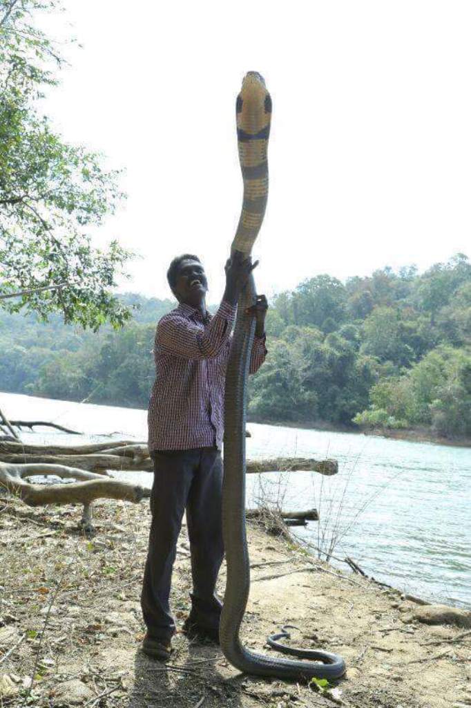 cobra-taman