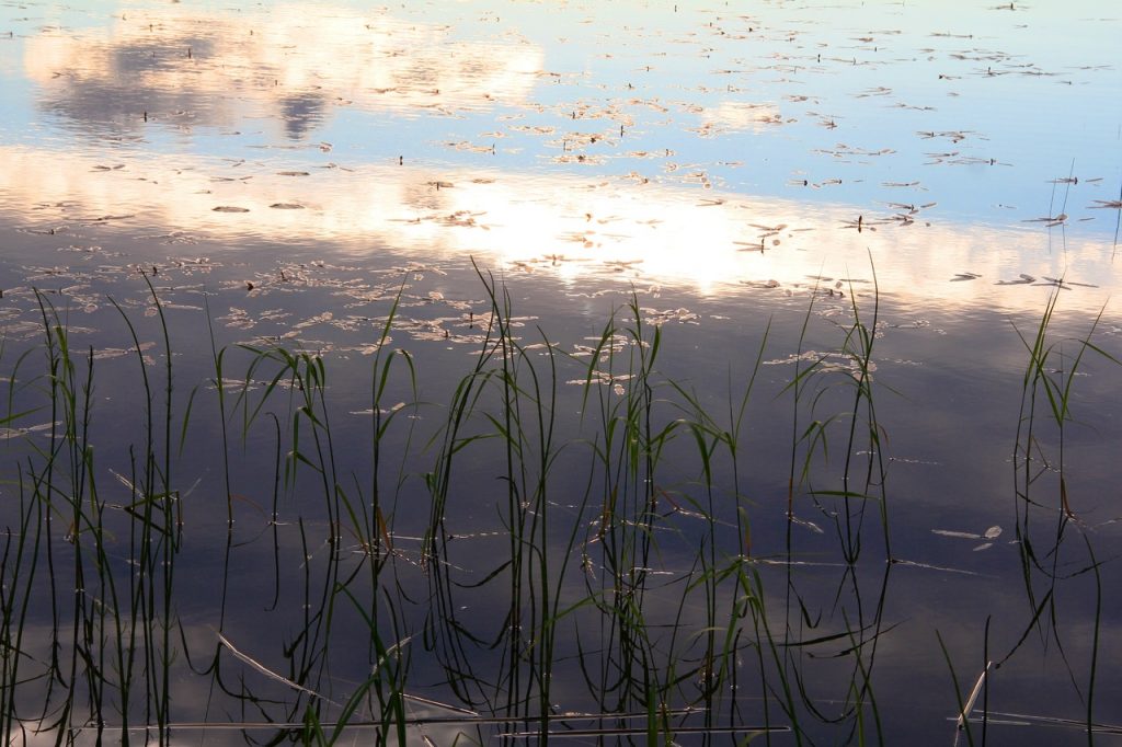 Beach Landscape Sea Water Nature Grass 926754 Pxhere.com