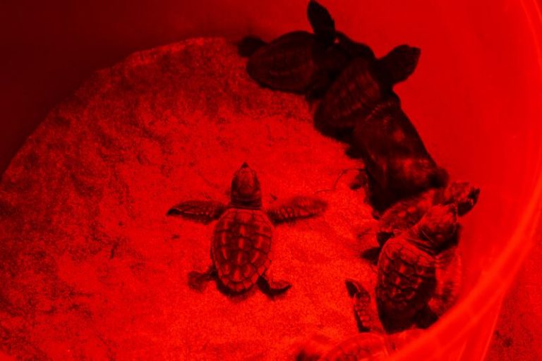 ANSE colaborará en el seguimiento satelital de tortugas bobas