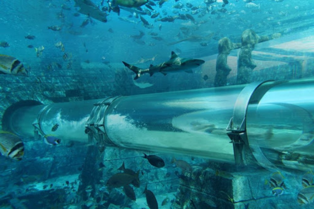 los toboganes con tiburones