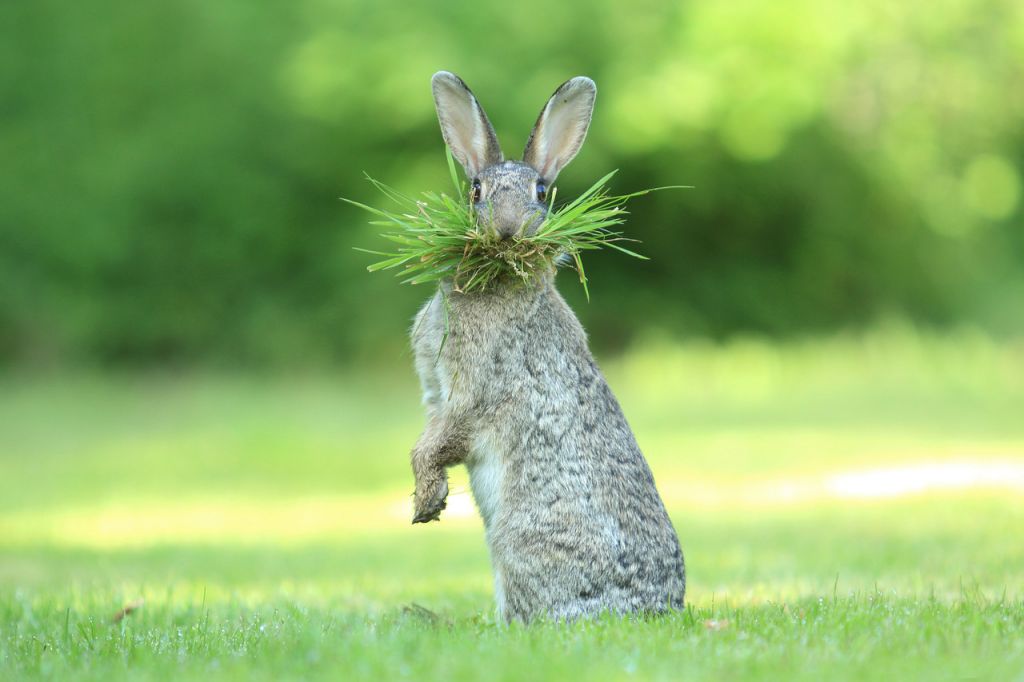 Las Fotos Más Curiosas Del Comedy Widlife Photo Awards