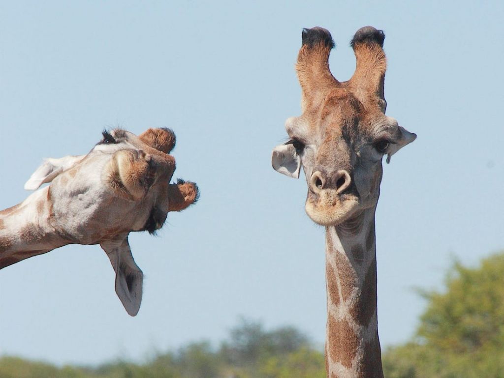 Las Fotos Más Curiosas Del Comedy Widlife Photo Awards