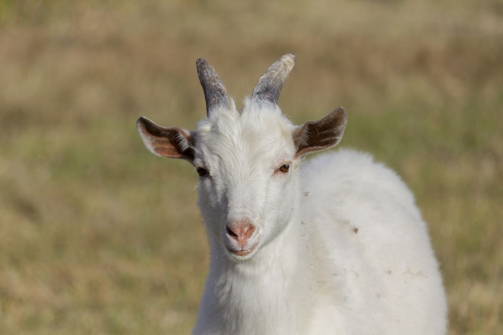 Vaca, Oveja, Cabra... Esta Es La Mejor Leche Para Ti