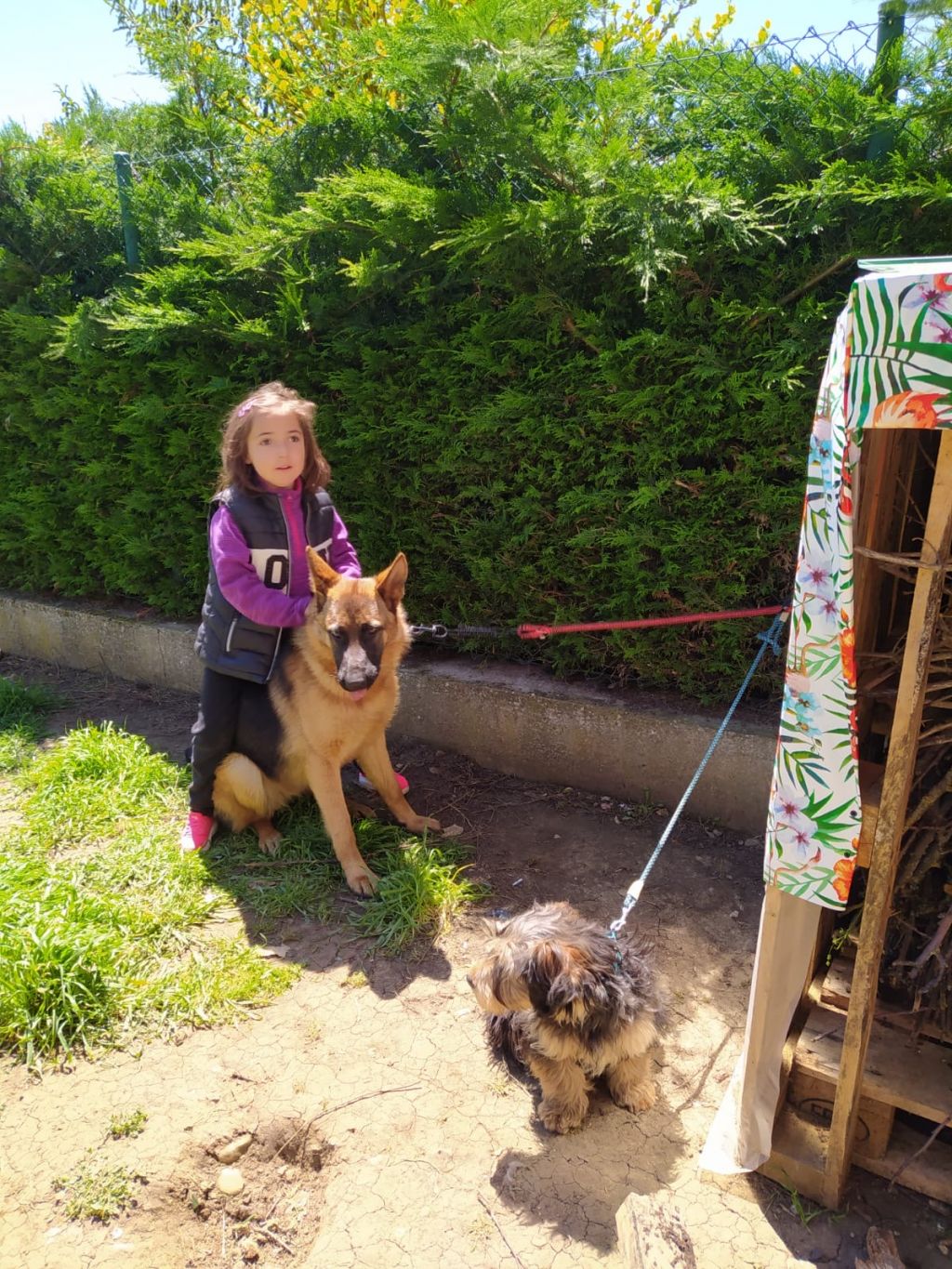 perros