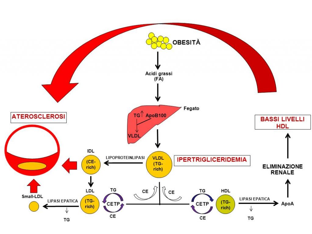 Sindrome Metabolica2