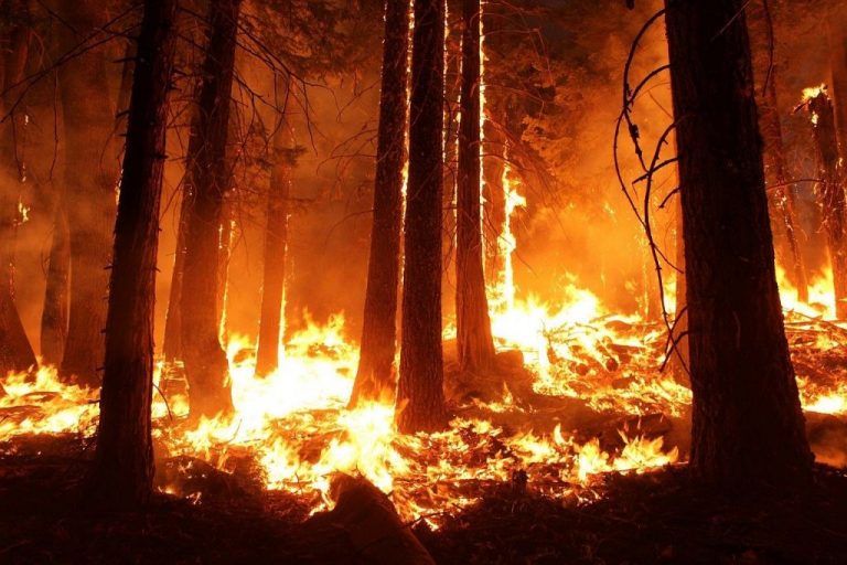 Mueren 4.000 gallinas en el incendio de una granja de Pontevedra