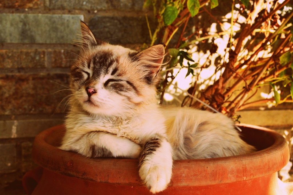 Kitten Asleep In A Pot 1995961 1280