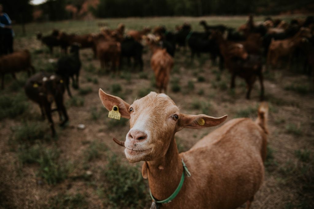 Cabras