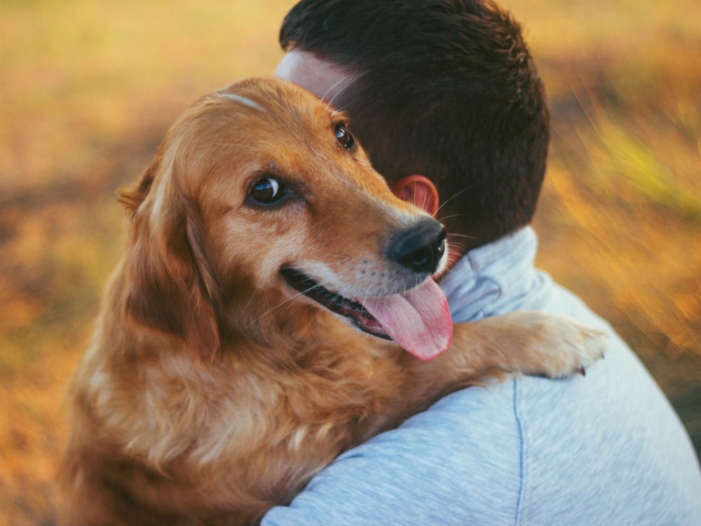 tu perro fiel te sigue