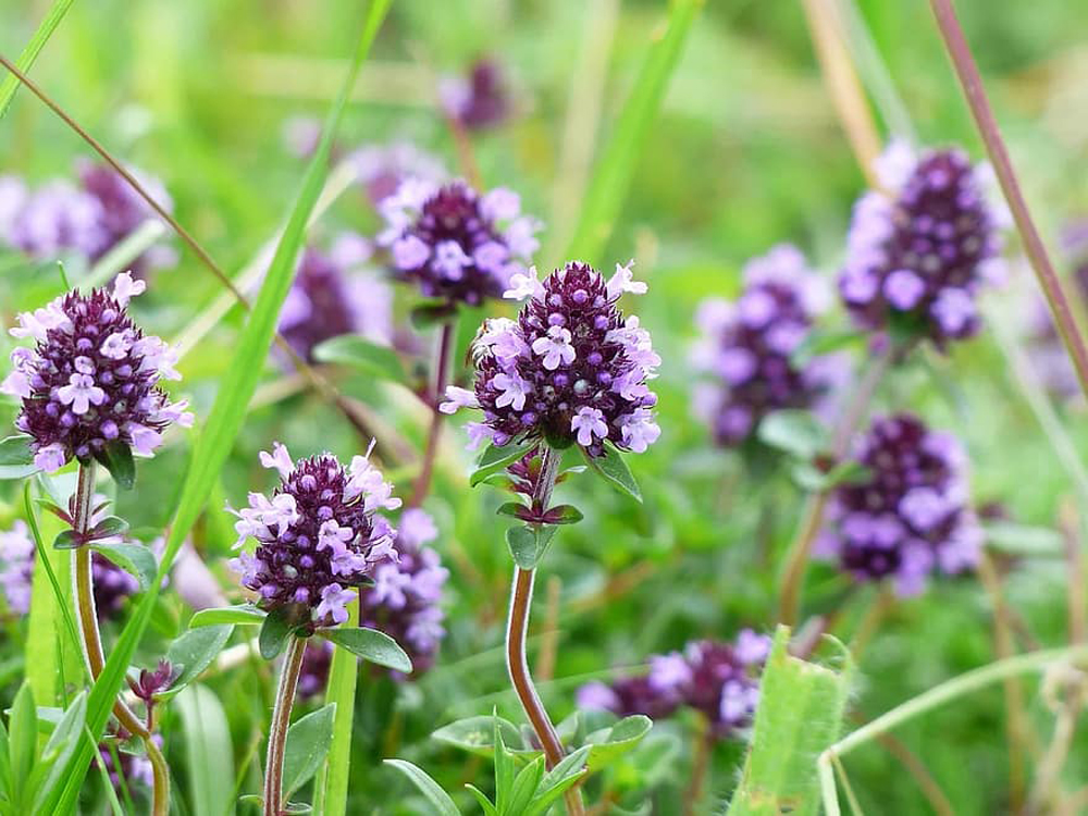Thyme Blossom Bloom Violet Wild Plant Broadleaf Thyme Thymus Pulegioides Common Thyme Thyme Thyme