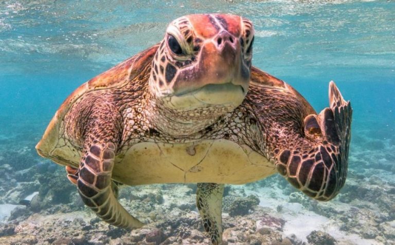 Qué animal eres según la fecha en la que naciste