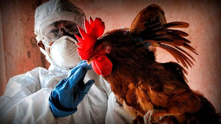 El ECDC y la EFSA piden a los países europeos intensificar la vigilancia para evitar «posibles brotes» de gripe aviar