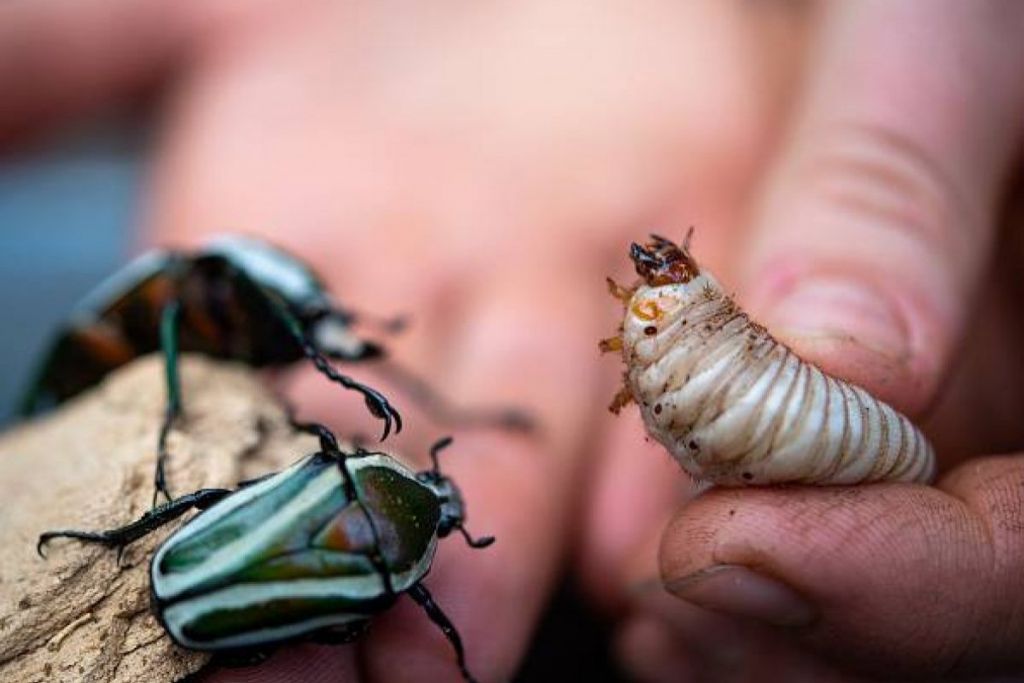Los Insectos