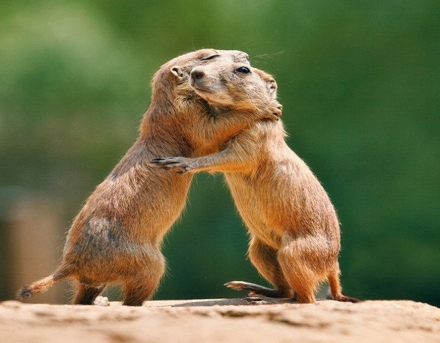 animales