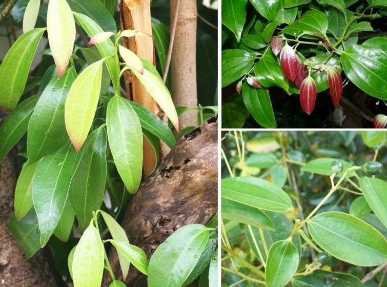 Por Qué Deberías Incluir La Miel Y La Canela En Tu Dieta