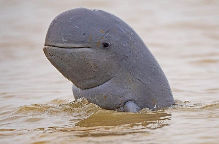 Los Animales Más Insólitos Del Reino Animal