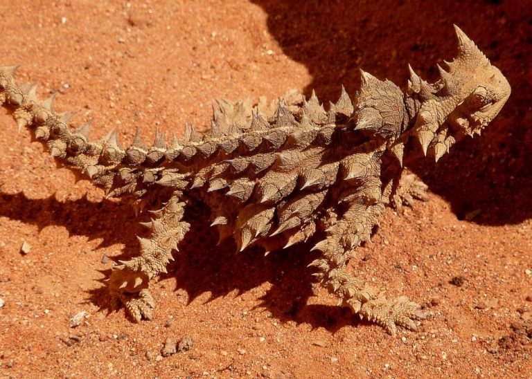 Los animales más insólitos del reino animal