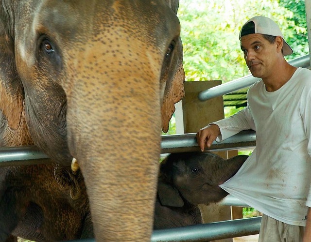 elefante