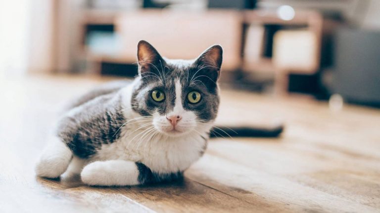 ¿Existe la loca de los gatos? Esto es lo que dice la ciencia