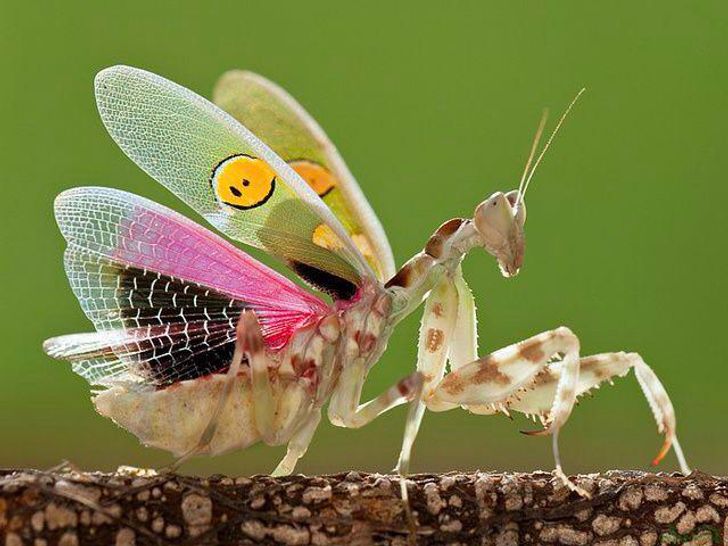 Los Animales Más Insólitos Del Reino Animal