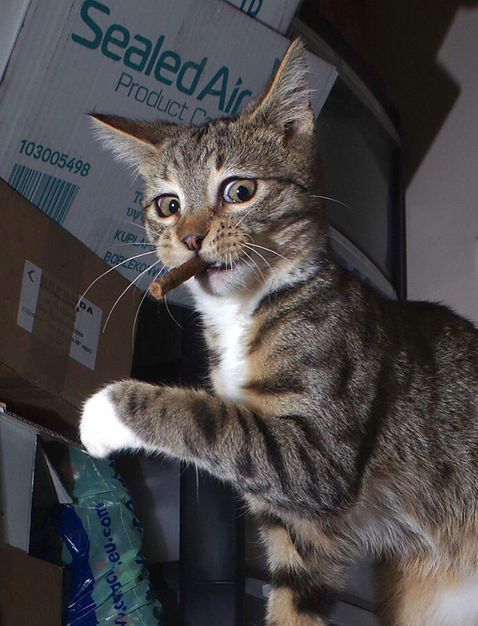 Mascota