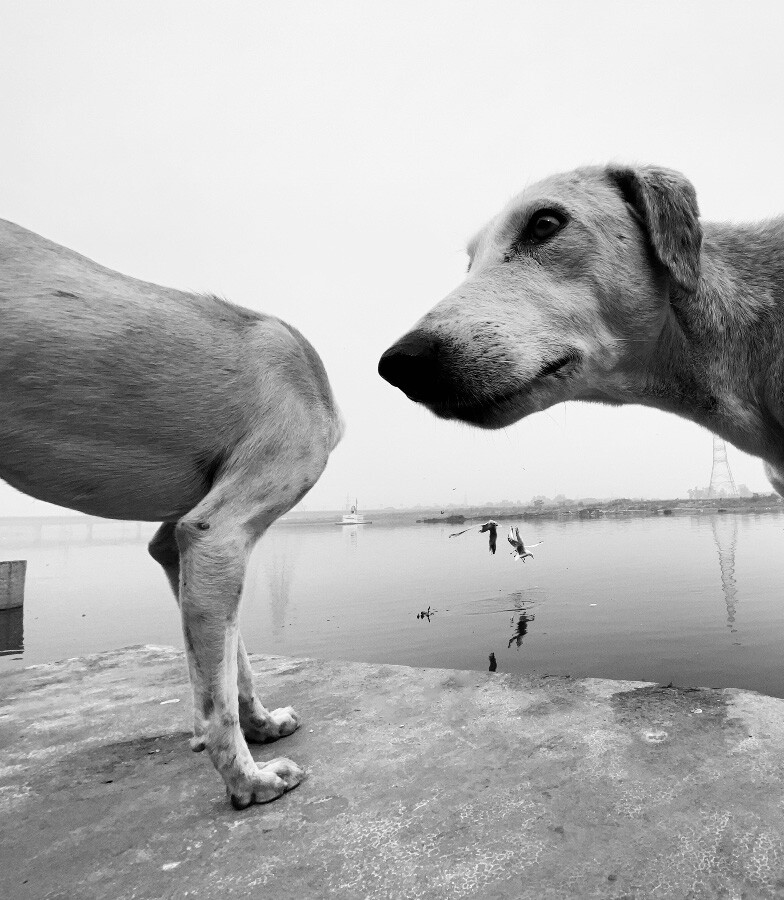Mascota