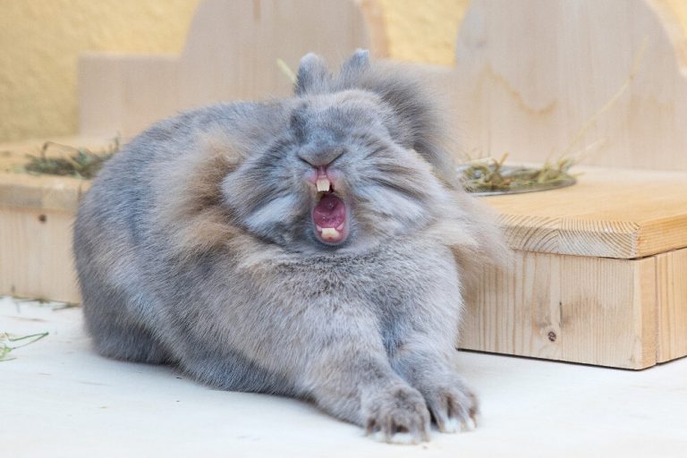 Las fotografías de mascotas más divertidas de los Comedy Pet Photo Awards