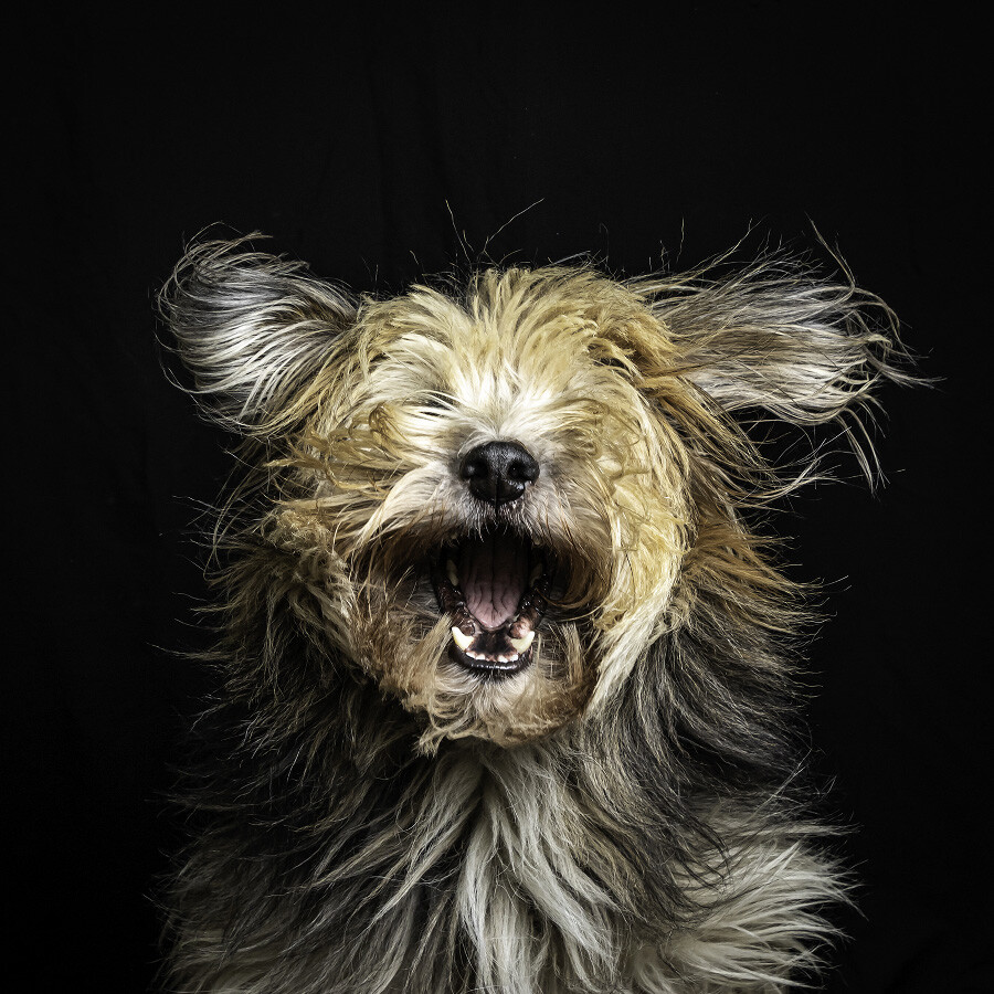 Mascota