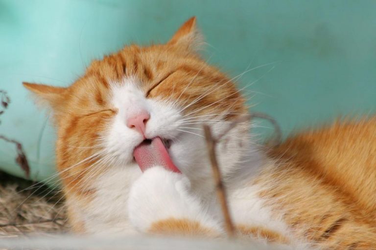 Síntomas de tus mascotas que requieren que lo lleves al veterinario