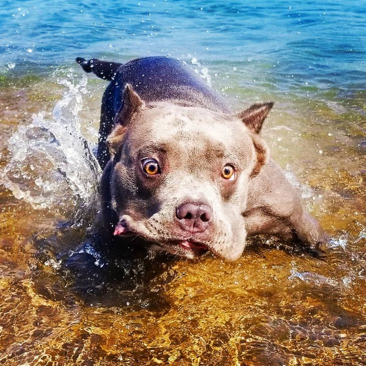 Fotos De Mascotas Que Si Hablaran Dirían '¡Bórrala!'